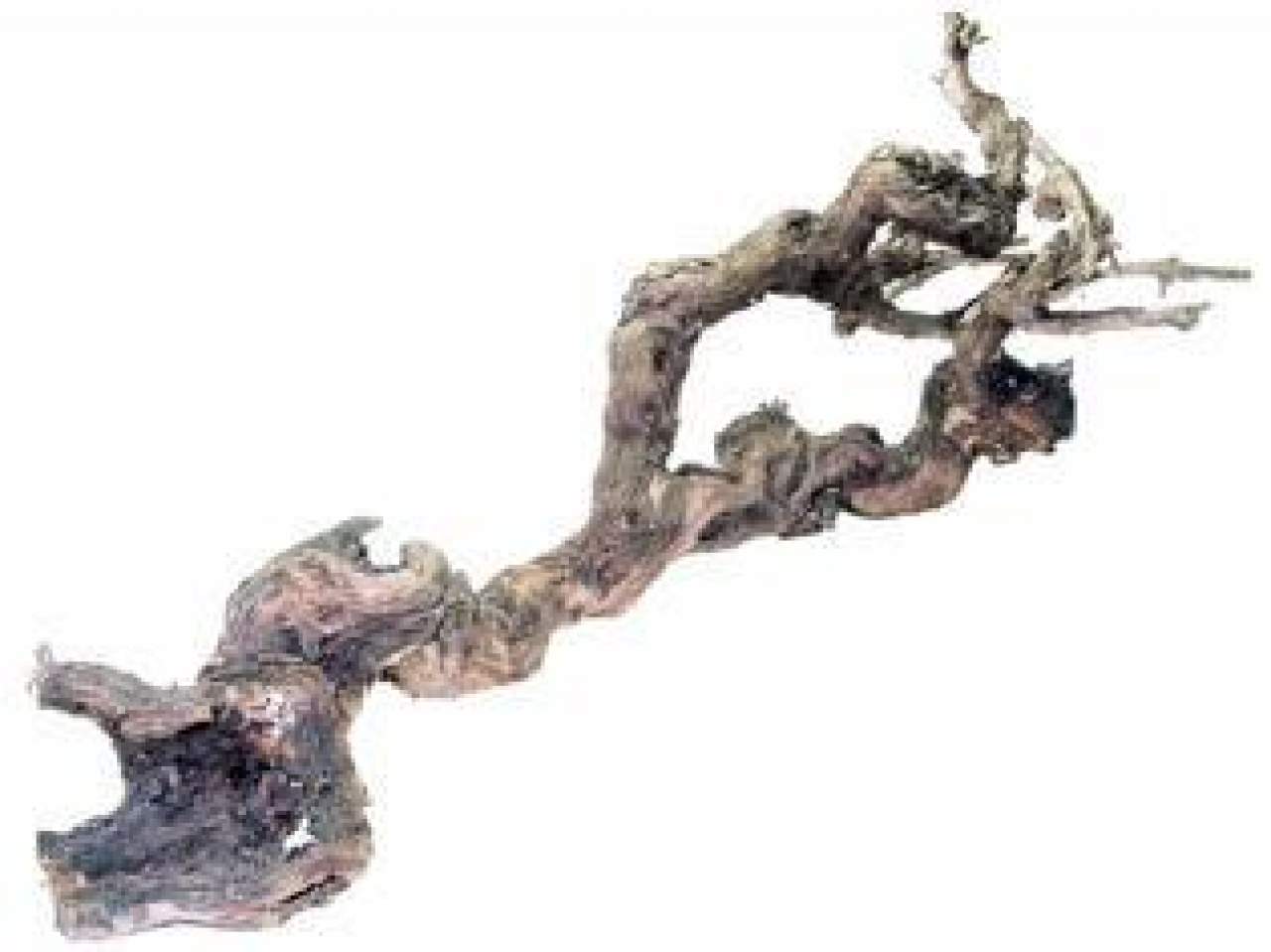 Weinrebe